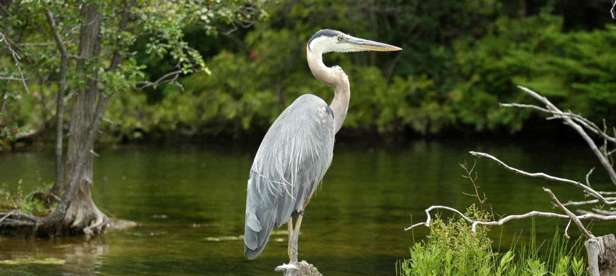 Biglietti Di Natale Wwf.Parco Oasi Wwf Del Lago Di Alviano Terni E Viterbo Umbria Bimbo