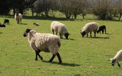 AGRITURISMI PER FAMIGLIE CON BAMBINI IN UMBRIA