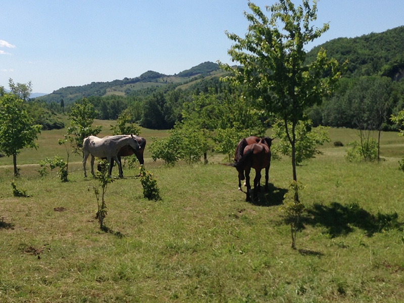 WEEKEND in Agriturismo con Fattoria Didattica, Ristorante e Piscina sul Parco del Monte Cucco!