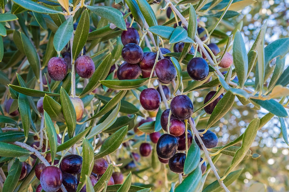 Raccolta delle olive con bambini in Agriturismo didattico a Spoleto