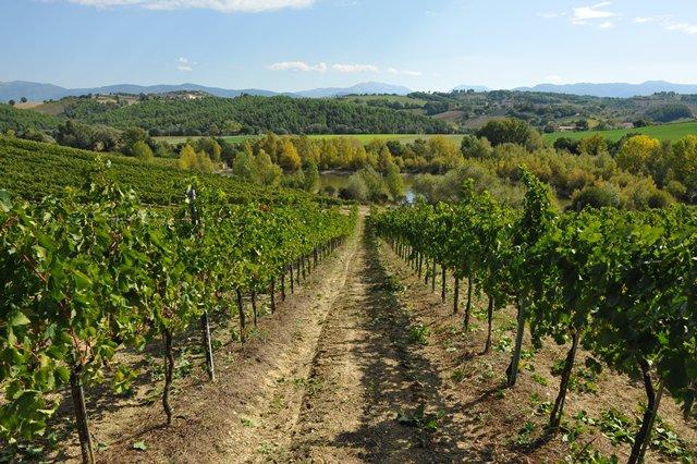 Pacchetto EPIFANIA in agriturismo con produzione vino a Spoleto