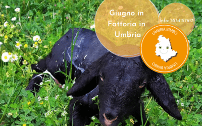 Vacanze con bambini in Umbria a GIUGNO in Agriturismo con fattoria!