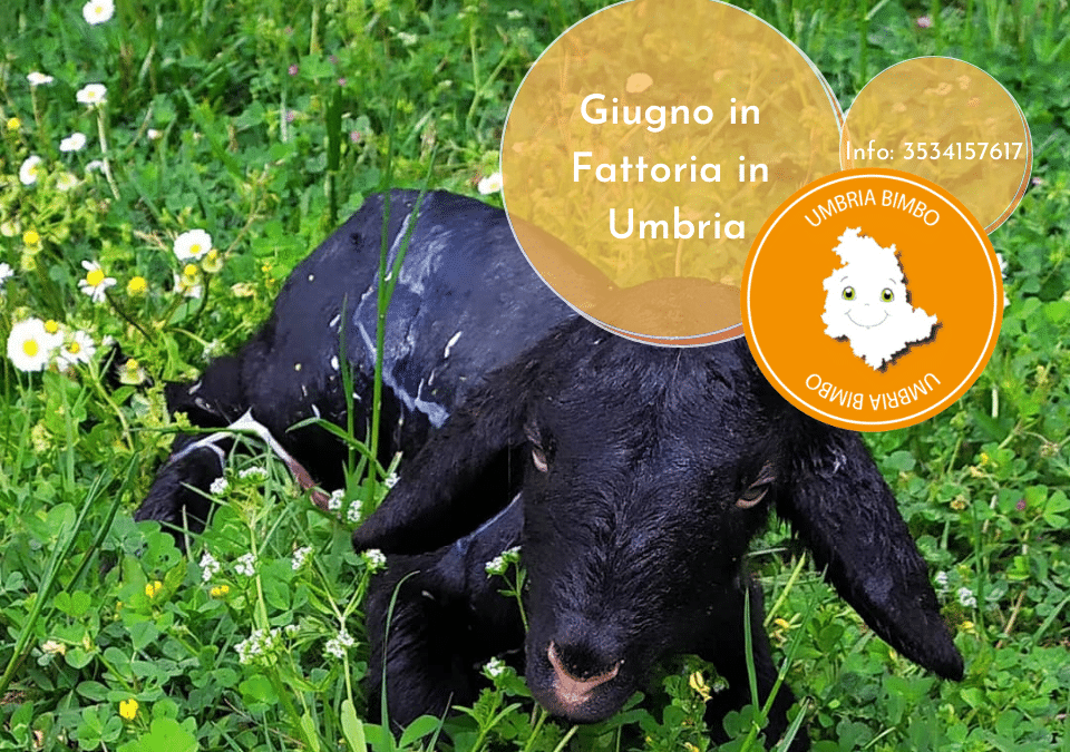 Vacanze con bambini in Umbria a GIUGNO in Agriturismo con fattoria!
