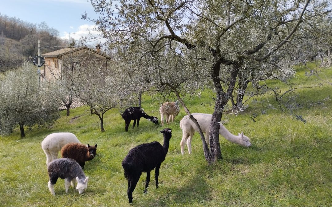 Esperienza con gli Alpaca nella Valle del Menotre a Foligno