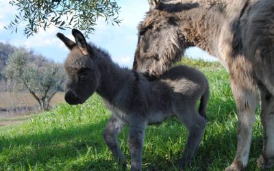 NATALE: Agriturismo in esclusiva con salone tra Umbria e Lazio!