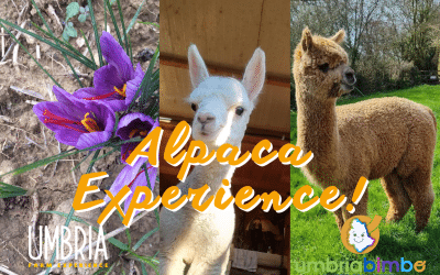 Brunch e Laboratorio a Pietralunga: Alpaca Experience!
