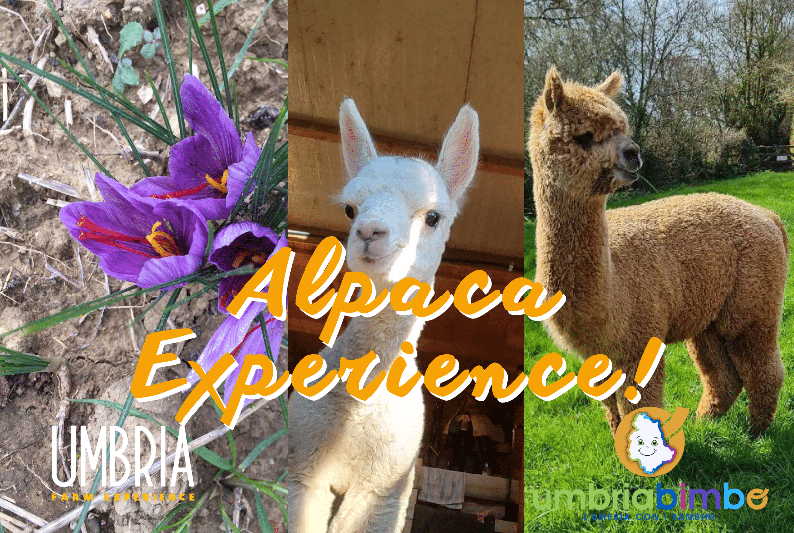 Merenda e Laboratorio a Pietralunga Alpaca Experience